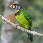 Fire-tufted Barbet / Psilopogon pyrolophus