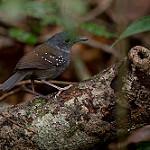 Rufous-faced Antbird / Myrmelastes rufifacies