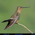 Giant Hummingbird / Patagona gigas