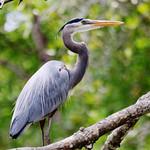 Большая голубая цапля / Ardea herodias