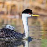 Западная поганка / Aechmophorus occidentalis