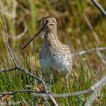 Magellanic Snipe / Gallinago magellanica