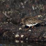 Чёрная камнешарка / Arenaria melanocephala