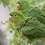 Белоглазая аратинга / Psittacara leucophthalmus