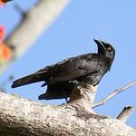 Pohnpei Starling / Aplonis pelzelni