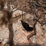 Скальник / Pinarornis plumosus
