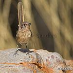 Dusky Grasswren / Amytornis purnelli