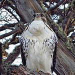 Rufous-tailed Hawk / Buteo ventralis