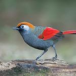 Red-tailed Laughingthrush / Trochalopteron milnei