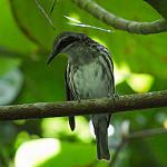 Grand Rhabdornis / Rhabdornis grandis