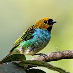 Gilt-edged Tanager / Tangara cyanoventris