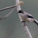 Серая сибия / Heterophasia gracilis