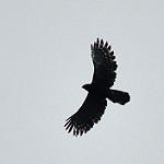 Чёрный хохлатый орёл / Spizaetus tyrannus