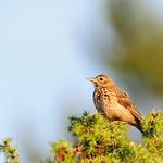 Кустарниковый конёк / Anthus caffer