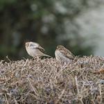 Абдэлькурский воробей / Passer hemileucus