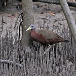 Мангровый погоныш / Eulabeornis castaneoventris