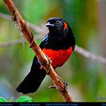 Scarlet-bellied Mountain Tanager / Anisognathus igniventris