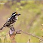 Африканские бородатки / Lybiidae фото