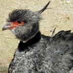 Southern Screamer / Chauna torquata