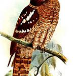 Саравакский лягушкорот / Batrachostomus harterti