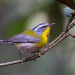 Украшенная древесница / Oreothlypis superciliosa