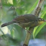 Spectacled Tetraka / Xanthomixis zosterops