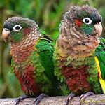 Flame-winged Parakeet / Pyrrhura calliptera