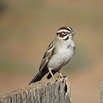Lark Sparrow / Chondestes grammacus