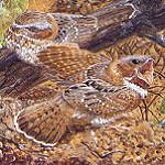 Доминиканский козодой / Siphonorhis brewsteri
