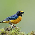 Оранжевобрюхая эуфония / Euphonia xanthogaster