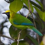 Blue-winged Leafbird / Chloropsis moluccensis