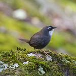 Белобровый тапакуло / Scytalopus superciliaris