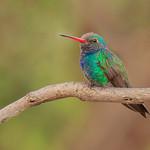 Broad-billed Hummingbird / Cynanthus latirostris