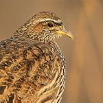 Hartlaub's Spurfowl / Pternistis hartlaubi