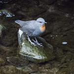 Rufous-throated Dipper / Cinclus schulzii