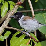 Чернохохлый колючник / Sakesphorus canadensis