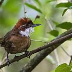 Фарифитра / Oxylabes madagascariensis