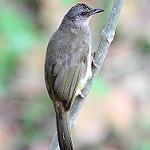 Ashy-fronted Bulbul / Pycnonotus cinereifrons