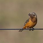 Чернозобый просяночник / Sporophila ruficollis
