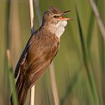 Дроздовидная камышовка / Acrocephalus arundinaceus
