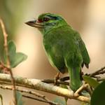 Moustached Barbet / Psilopogon incognitus