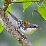 Grey-crowned Crocias / Laniellus langbianis