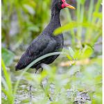 Серёжчатая якана / Jacana jacana