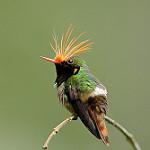 Длиннохохлая кокетка / Lophornis delattrei