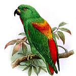 Молуккский лорикулюс / Loriculus amabilis