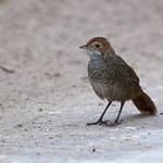 Щетинкоклювки / Dasyornithidae фото