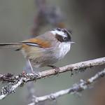 White-browed Fulvetta / Fulvetta vinipectus