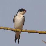 Эфиопская ласточка / Hirundo aethiopica