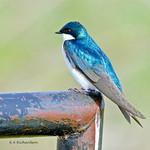 Tree Swallow / Tachycineta bicolor