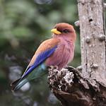 Африканский широкорот / Eurystomus glaucurus
